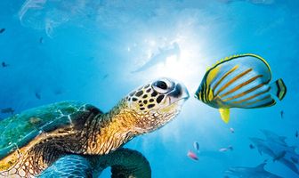 Большое путешествие вглубь океанов 3D