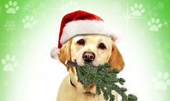 The Dog Who Saved Christmas