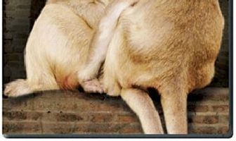 Romeo & Juliet: A Monkey's Tale