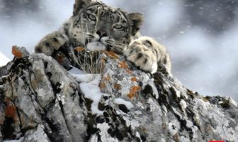 Холодное королевство снежного барса