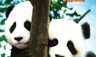 Дневник панды