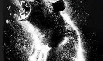 Кокаиновый медведь