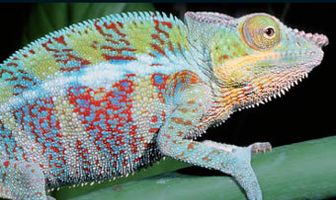 BBC: Жизнь с холодной кровью