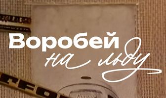 Воробей на льду