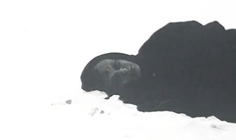 Бумажные глаза Пришвина