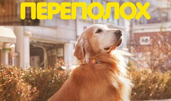 Хвостатый переполох