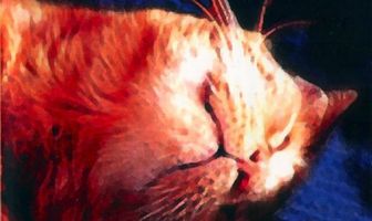 Мяуканье кошки