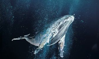 Амаара: Песнь китов