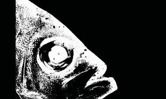 На конце удочки