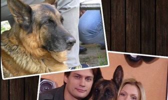 Возвращение Мухтара 3