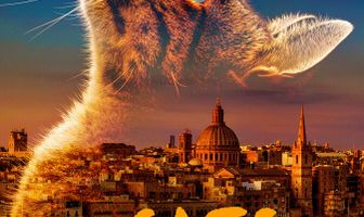 Кошки Мальты