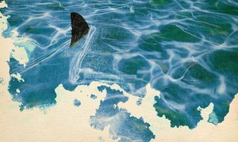 Shark