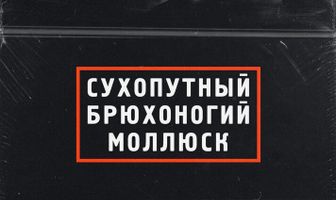 Сухопутный брюхоногий моллюск