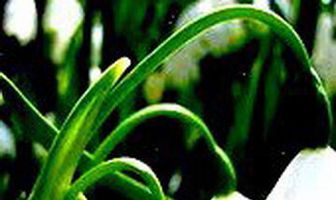 Сестры Королевы