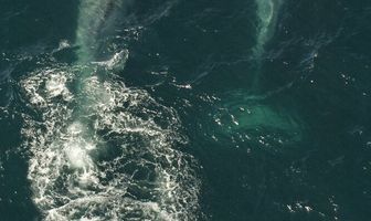 Kingdom of the Blue Whale