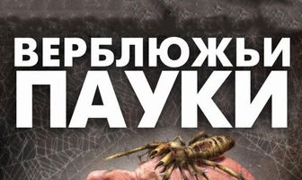 Верблюжьи пауки