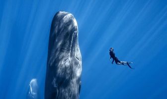 Patrick and the Whale