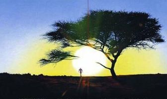 Последний оставшийся в живых