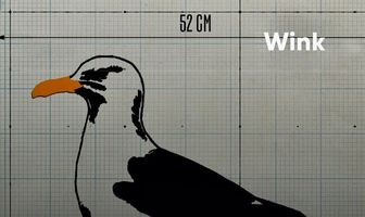 Прилёт чайки