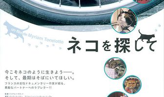 La voie du chat