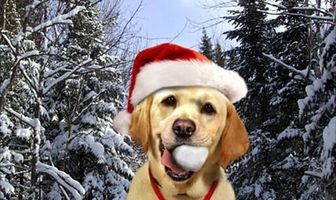 Собака, спасшая Рождество