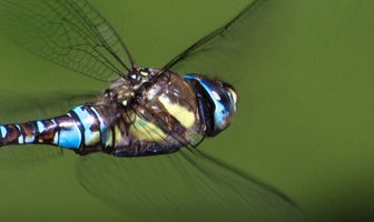 Планета насекомых