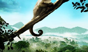 Амазония: Инструкция по выживанию