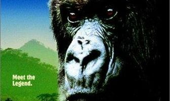 Mountain Gorilla