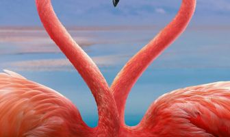 Странная планета