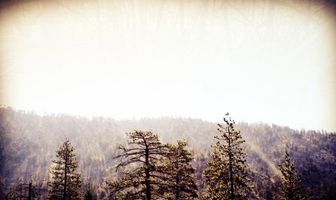 In the Woods