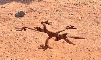 Хитрый койот