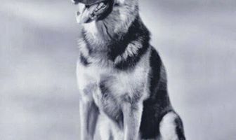 Полицейская собака