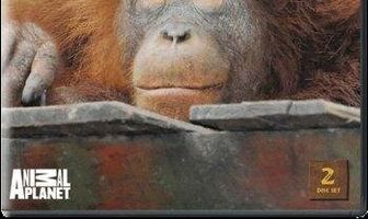 Остров орангутанов