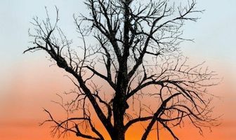 Cottonwood