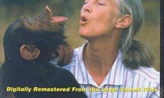 Jane Goodall's Wild Chimpanzees