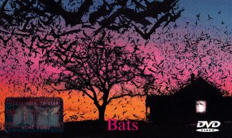 Летучие мыши