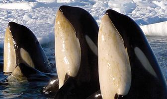 BBC: Замерзшая планета