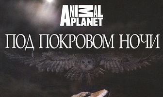 Под покровом ночи