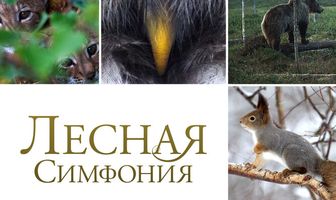 Лесная симфония