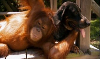 National Geographic: Странная дружба