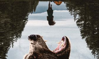 Ночь с гризли