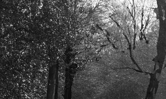 The Walk