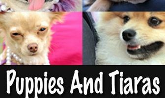 Щенки и диадемы