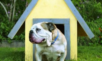 Прожорливый мистер Болдуин