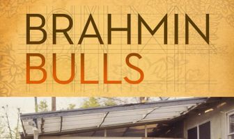 Brahmin Bulls