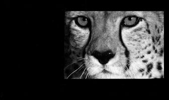The Game of the Cheetah