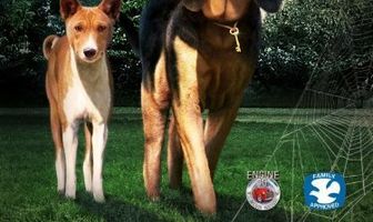 Следопыт и легенда о золотом ключе