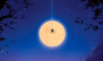 Боязнь пауков