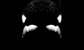 Черный плавник