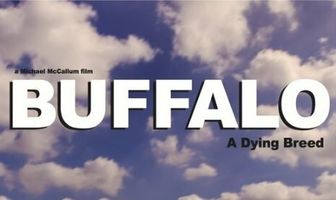 Buffalo